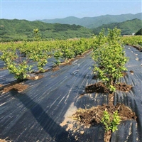 湖北100克PET防草布盖草布除草布 的优点是什么