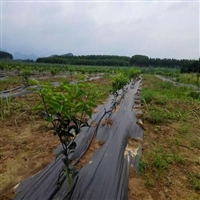 江西70g防草布遮草编织膜防草材料介绍