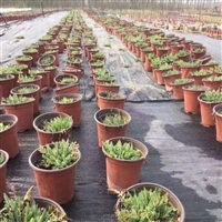 海南pet黑色防草布 遮草布桑葚园