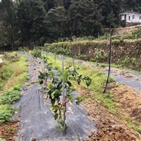 西藏pet除草布 盖草网蓝莓种植