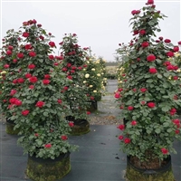 淮南市9米宽pe120克花卉基地防草布厂家报价