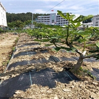 宿州市pe85克花卉基地防草布铺设价格