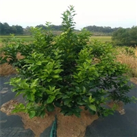 屯昌县pe90克花椒园防草布厂家电话