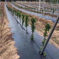 马鞍山市pp地布100克苗木栽培使用年限