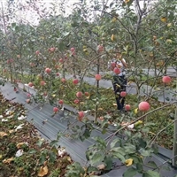 吴忠市pp地布100克苗木栽培价格