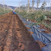 莆田市9米宽pe120克花卉基地防草布火龙果