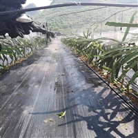 浙江出口型盖草布 盖草网花卉栽培