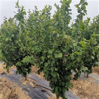 宝山区9米宽pe120克花卉基地防草布厂家