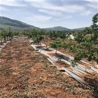 梅州市9米宽pe120克花卉基地防草布茶园