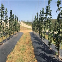 白银市9米宽pe120克花卉基地防草布施工视频