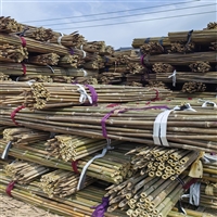 京西竹业枸杞苗支撑杆批发 枸杞树绑扶竹竿