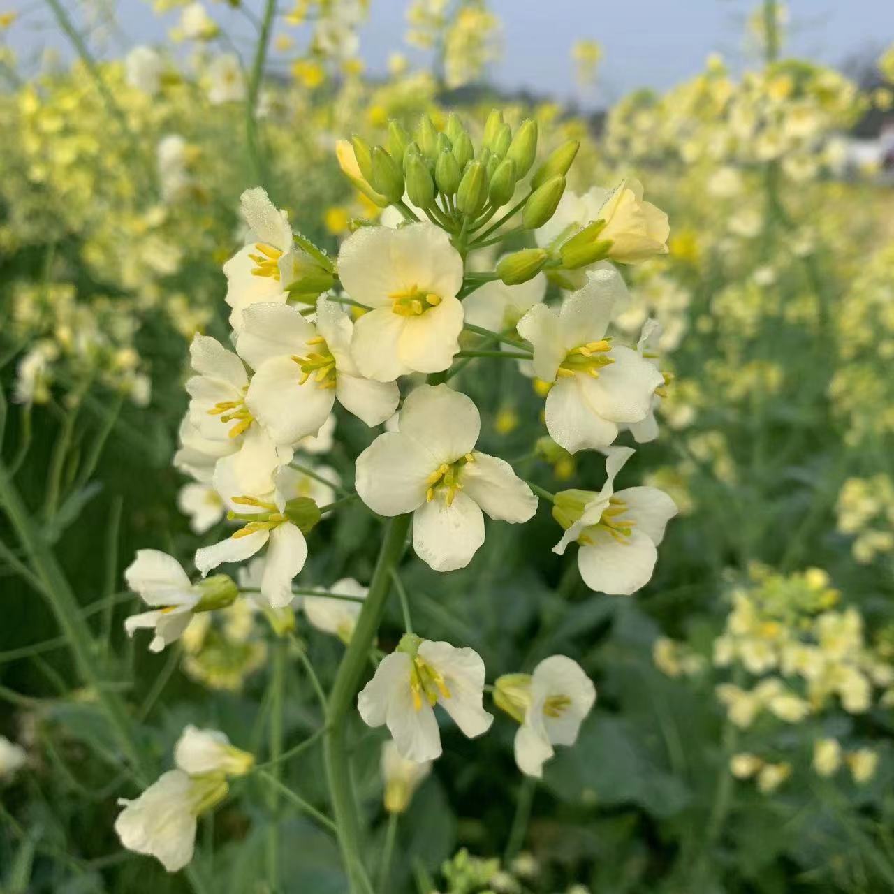 油菜花种子彩色油菜籽景观花卉