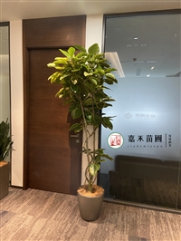 西安绿植出租公司，找西安嘉禾苗圃花卉租赁公司