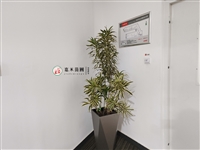 西安未央区花卉租赁公司-西安嘉禾苗圃