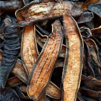 中药材水蛭 精选吊干品质无添加批发包邮