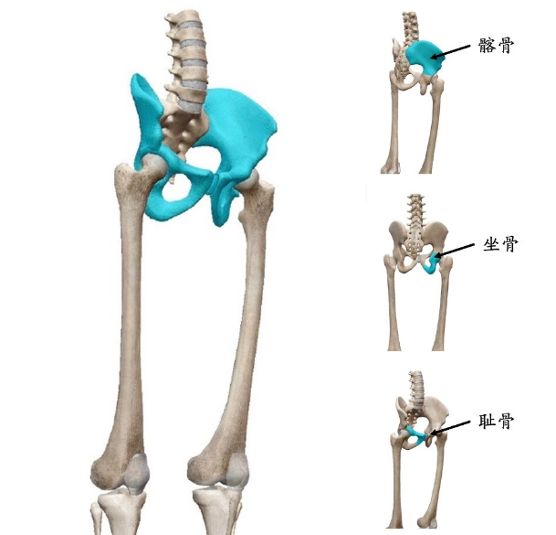 双动髋关节系统正天
