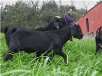 养羊就养湘美黑山羊，一胎生二窝，想不发财都难