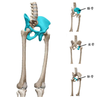 双动髋关节系统正天