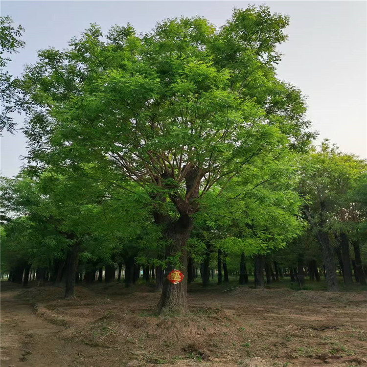 苗木种植合作社：共铸绿色生态屏障