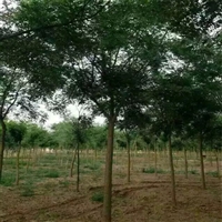国槐胸径价格 4公分国槐价格 9公分国槐价格