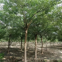 国槐批发价格 15公分国槐价格 胸径1米国槐价格
