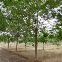国槐胸径价格 20公分国槐价格 17公分国槐价格