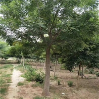 国槐基地 12公分国槐价格 28公分国槐价格