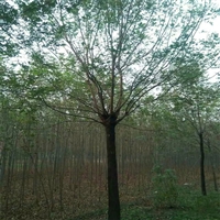 国槐种植技术 2公分国槐价格 5公分国槐价格