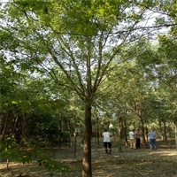 国槐2-3年冠价格 35公分国槐价格 胸径1米国槐价格