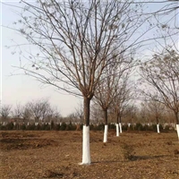 国槐基地 6公分国槐价格 70公分国槐价格