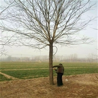 国槐多少钱一棵 30公分国槐价格 70公分国槐价格
