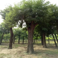 国槐原生冠价格 40公分国槐价格 23公分国槐价格