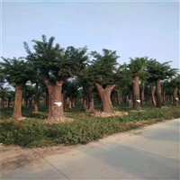 国槐原生冠价格 30公分国槐价格 13公分国槐价格