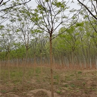 国槐2025年价格 50公分国槐价格 14公分国槐价格