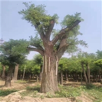 国槐基地 20公分国槐价格 45公分国槐价格