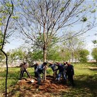 国槐2025年价格 12公分国槐价格 70公分国槐价格