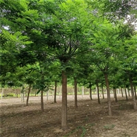 国槐2025年价格 6公分国槐价格 13公分国槐价格
