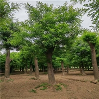 国槐产地 18公分国槐价格 13公分国槐价格