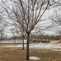 国槐价格明细 8公分国槐价格 胸径1米国槐价格