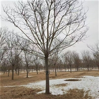 国槐原生冠价格 8公分国槐价格 11公分国槐价格