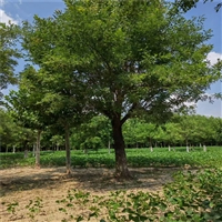 国槐询价- 8公分国槐价格 13公分国槐价格