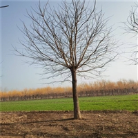 国槐树价格表 35公分国槐价格 14公分国槐价格