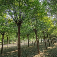 国槐原生冠价格 18公分国槐价格 80公分国槐价格