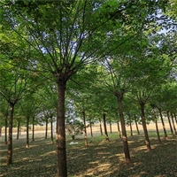 老式国槐价格 15公分国槐价格 28公分国槐价格