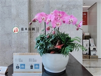 西安写字楼租花商家，推荐西安嘉禾苗圃