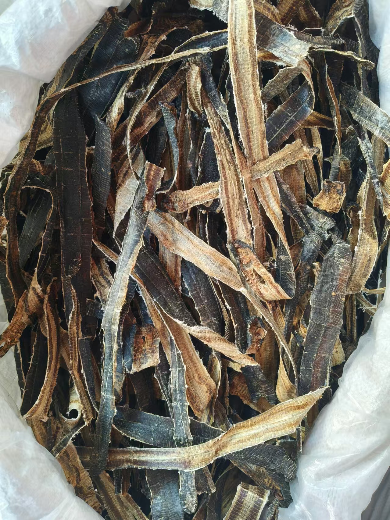 中药材白螺狮壳 旱蜗牛壳 新货 精选 各种规格 品质保证