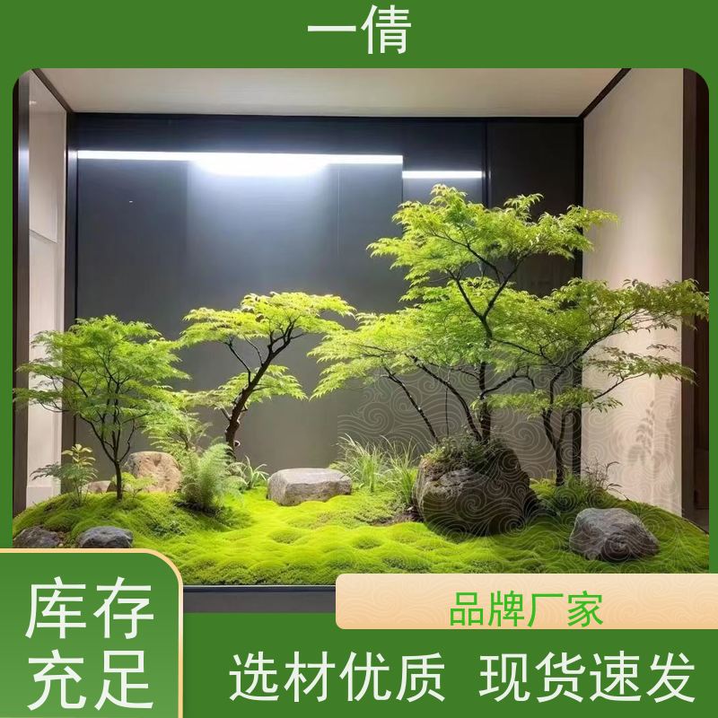 一倩花卉 好事花生 绿植出售 种类繁多