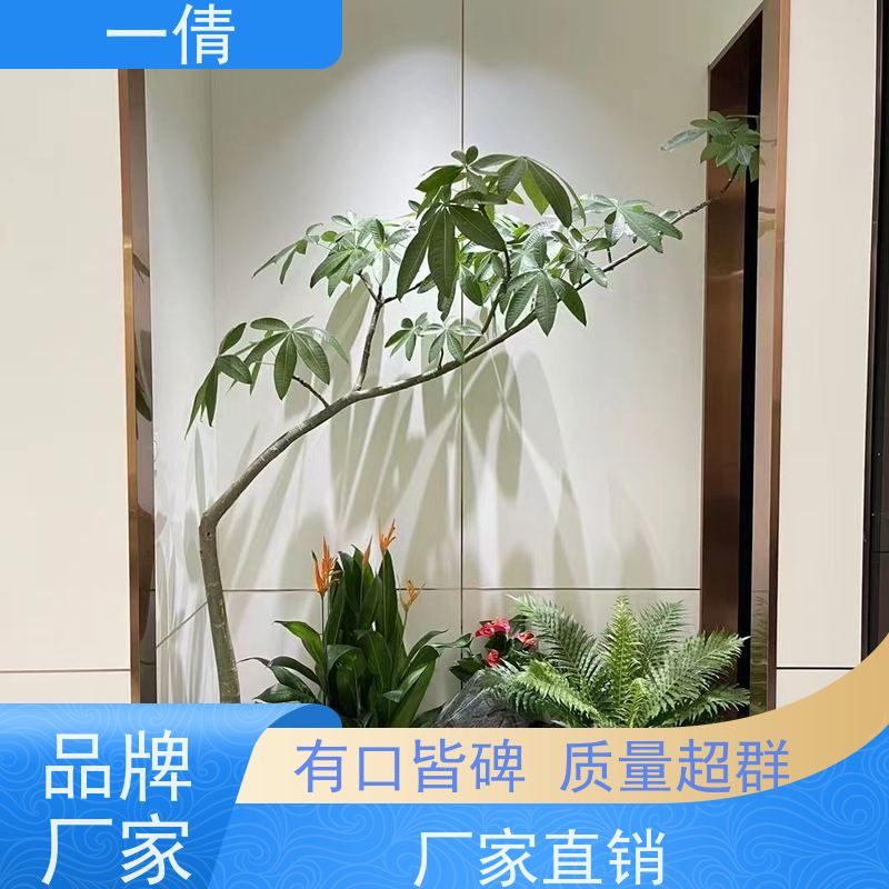 一倩花卉 苹果树 绿植出售 规格齐全
