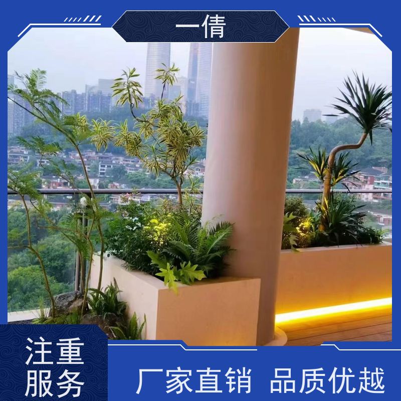 一倩花卉 棕竹 绿植出售 种类繁多