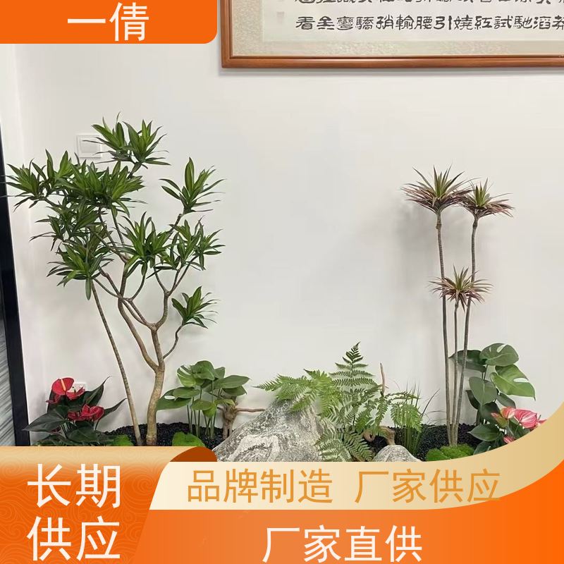 一倩花卉 铁树 绿植出售 种类繁多